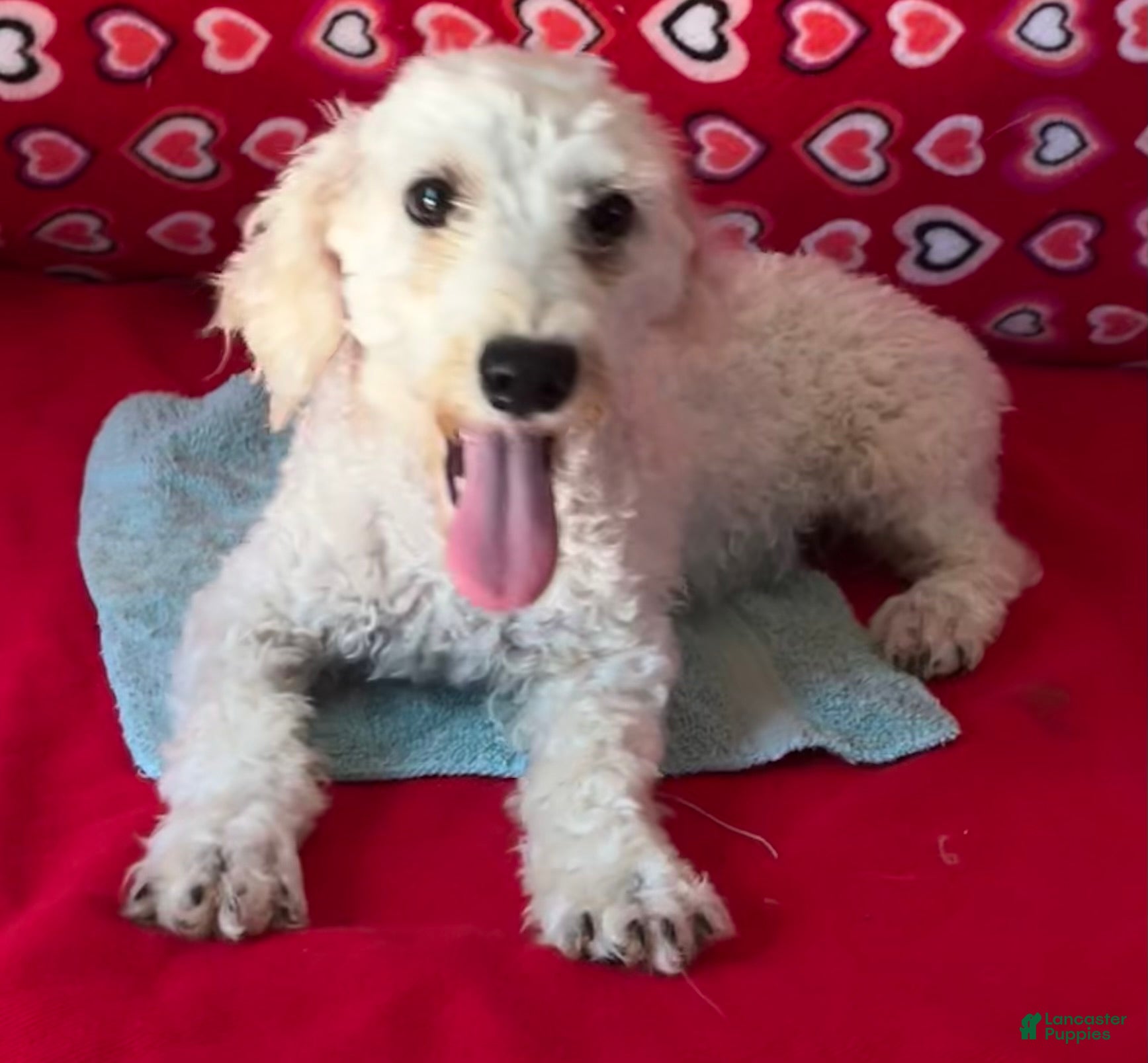 Toy Poodle dogs for sale: Milton - Ad 2