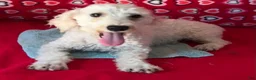 Toy Poodle dogs for sale: Milton - Ad 2