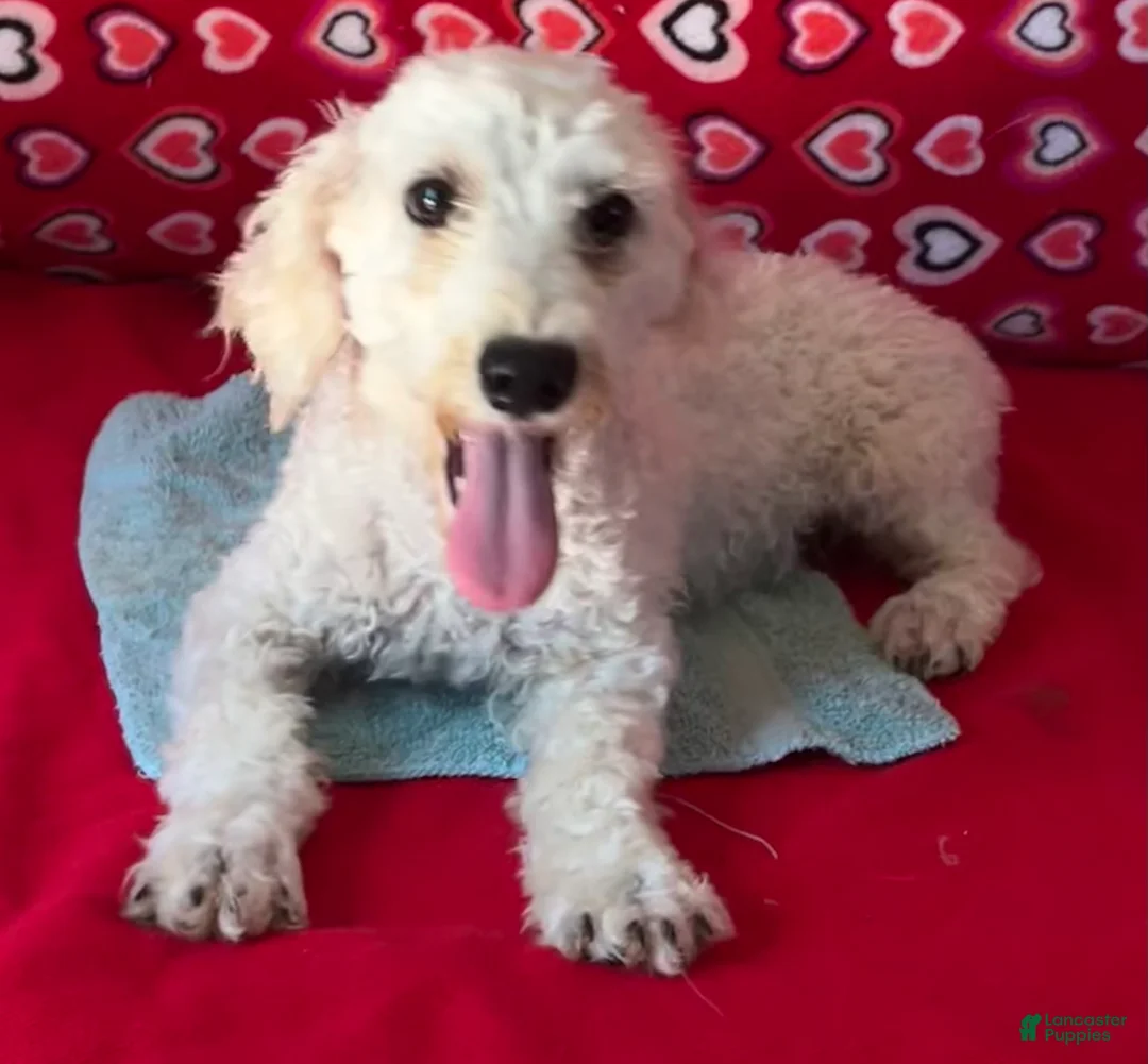 Toy Poodle dogs for sale: Milton - Ad 2