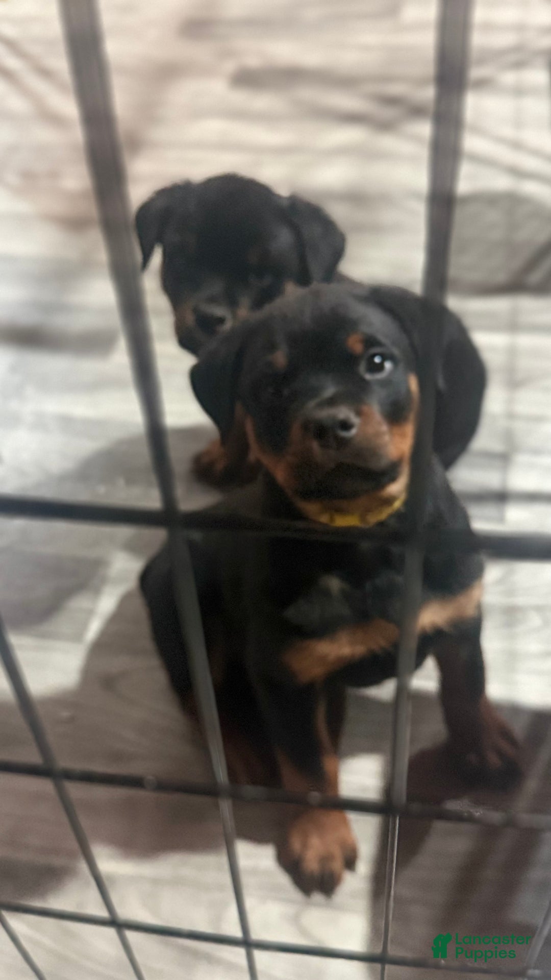 Rottweiler dogs for sale: Rottweiler Puppy 6 - Ad 3