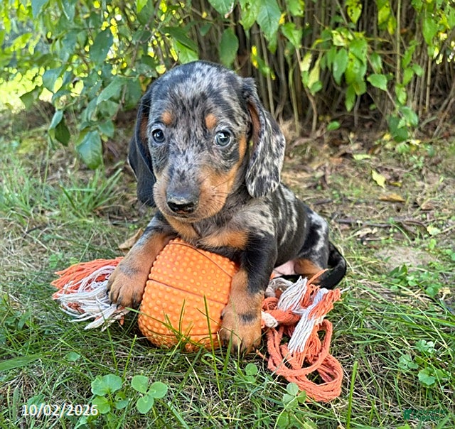Dachshund dogs Theo - Ad 1