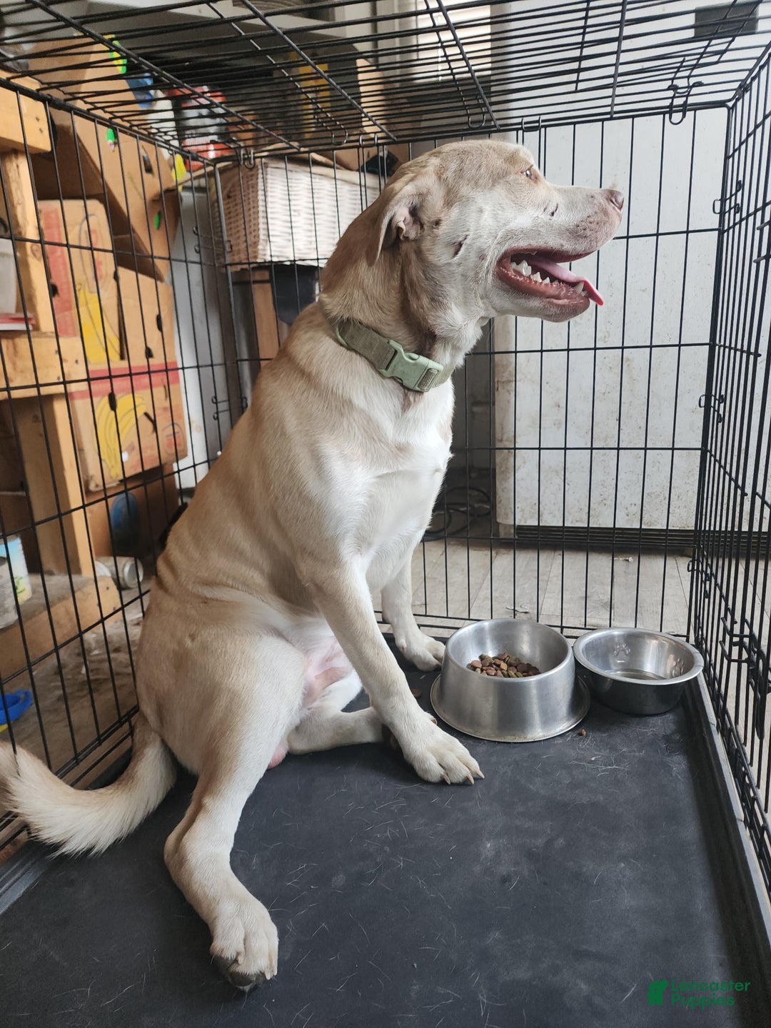 Mixed Breed dogs for sale: Mixed Breed Puppy 2 - Ad 1