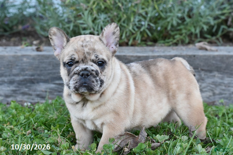 French Bulldog dogs for sale: Tank - Ad 1