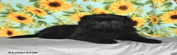 Newfoundland dogs for sale: Skittles - Ad 5