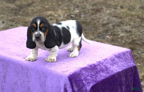 Basset Hound dogs Holly - Ad 4