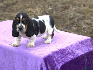 Basset Hound dogs Holly - Ad 5