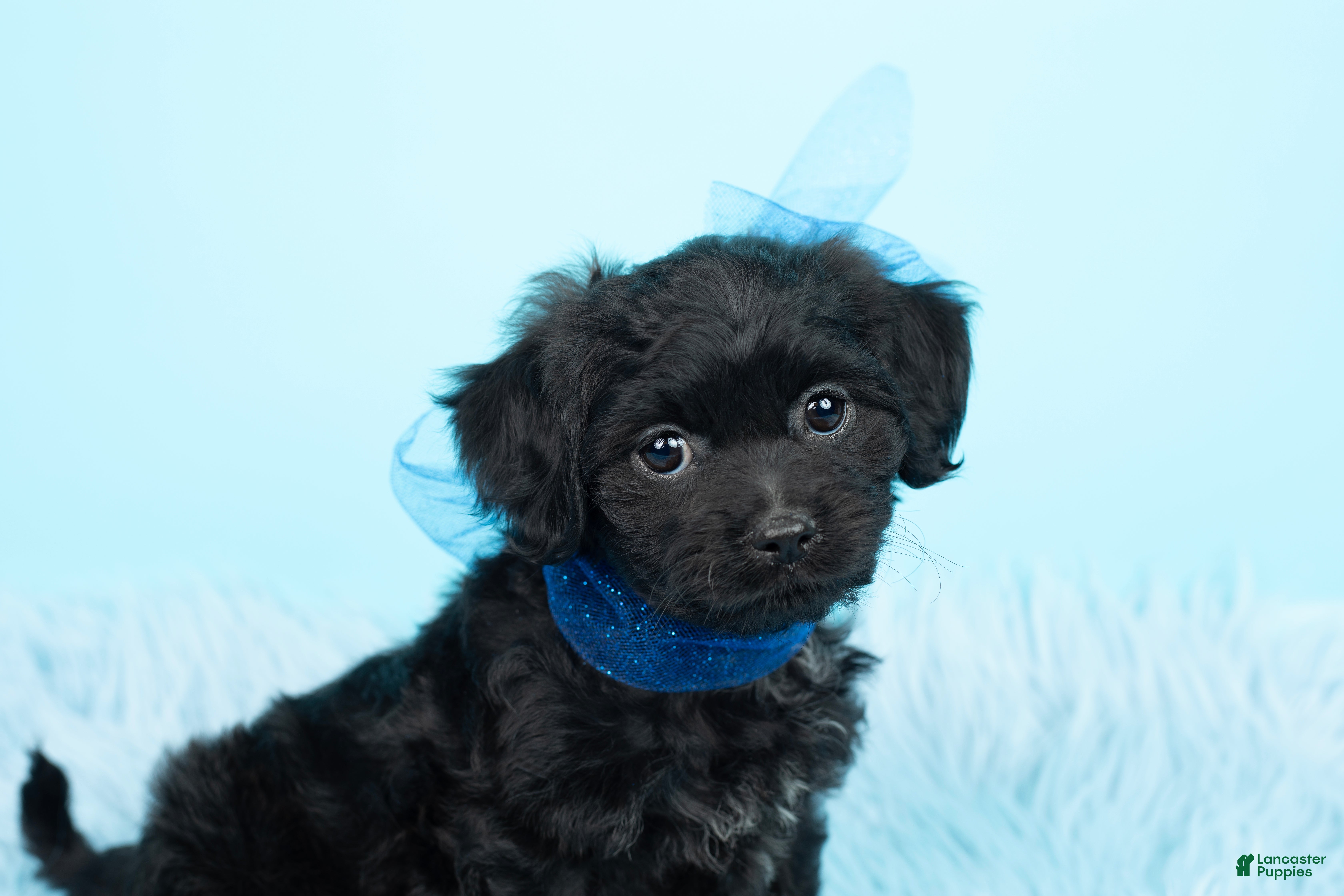 Maltipoo dogs Baby Yoda - Ad 2