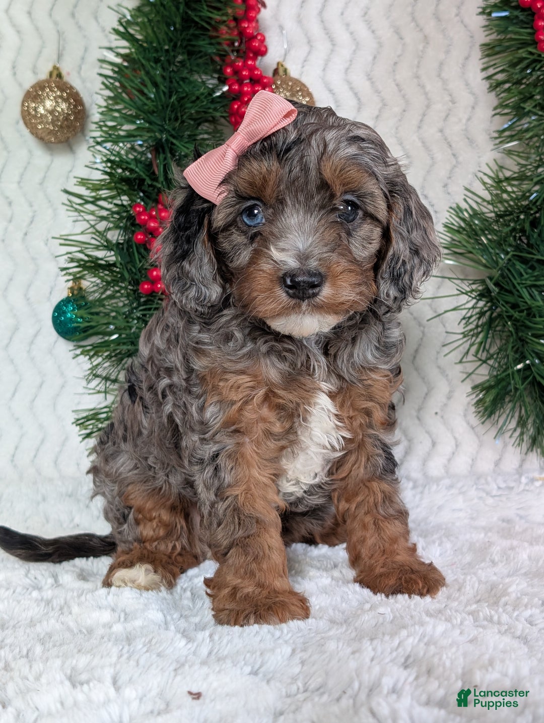 Cavapoo dogs for sale: Abby  - Ad 23