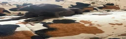 Great Dane dogs for sale: Brisket - Ad 10