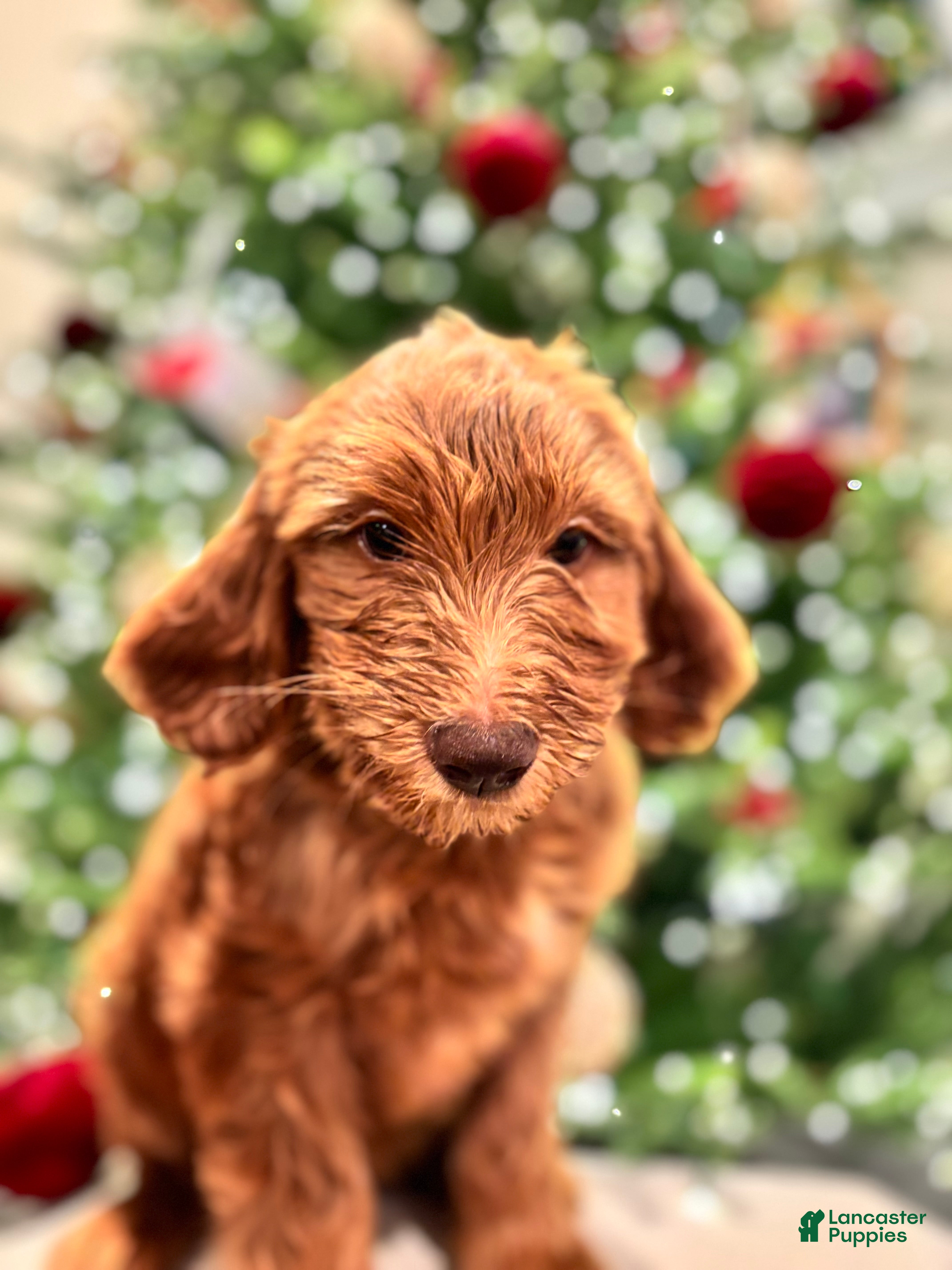 Goldendoodle dogs Blue - Ad 1