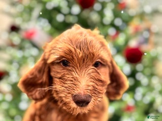 Goldendoodle dogs Blue - Ad 29