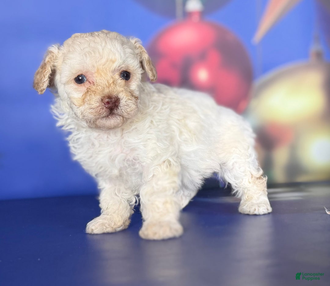 Toy Poodle dogs for sale: ACA DNA crème brûlée - Ad 5