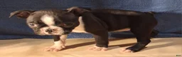 Boston Terrier dogs for sale: Esme - Ad 6