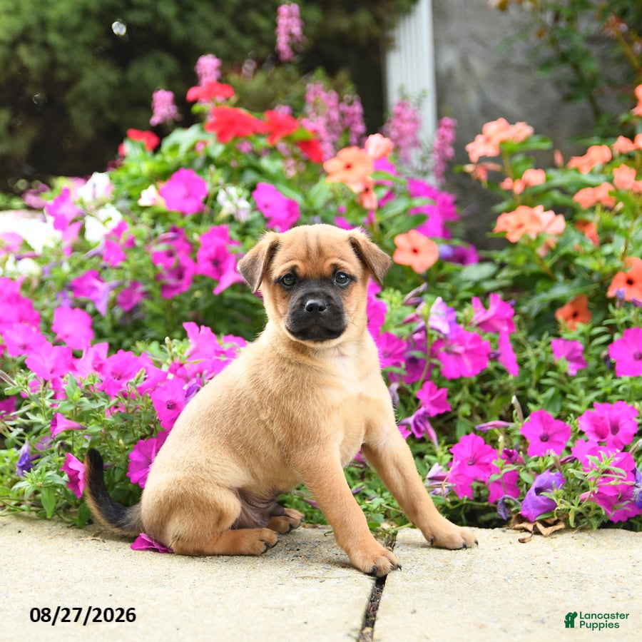 Mixed Breed dogs Tommy - Ad 1