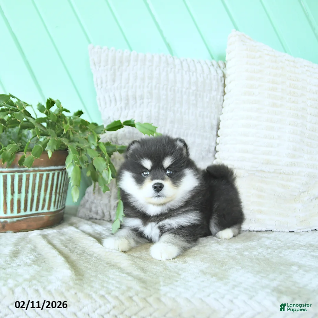 Pomsky dogs for sale: Lexi  - Ad 5