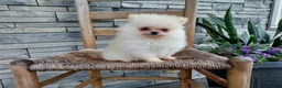 Pomeranian dogs for sale: Hunter - Ad 1