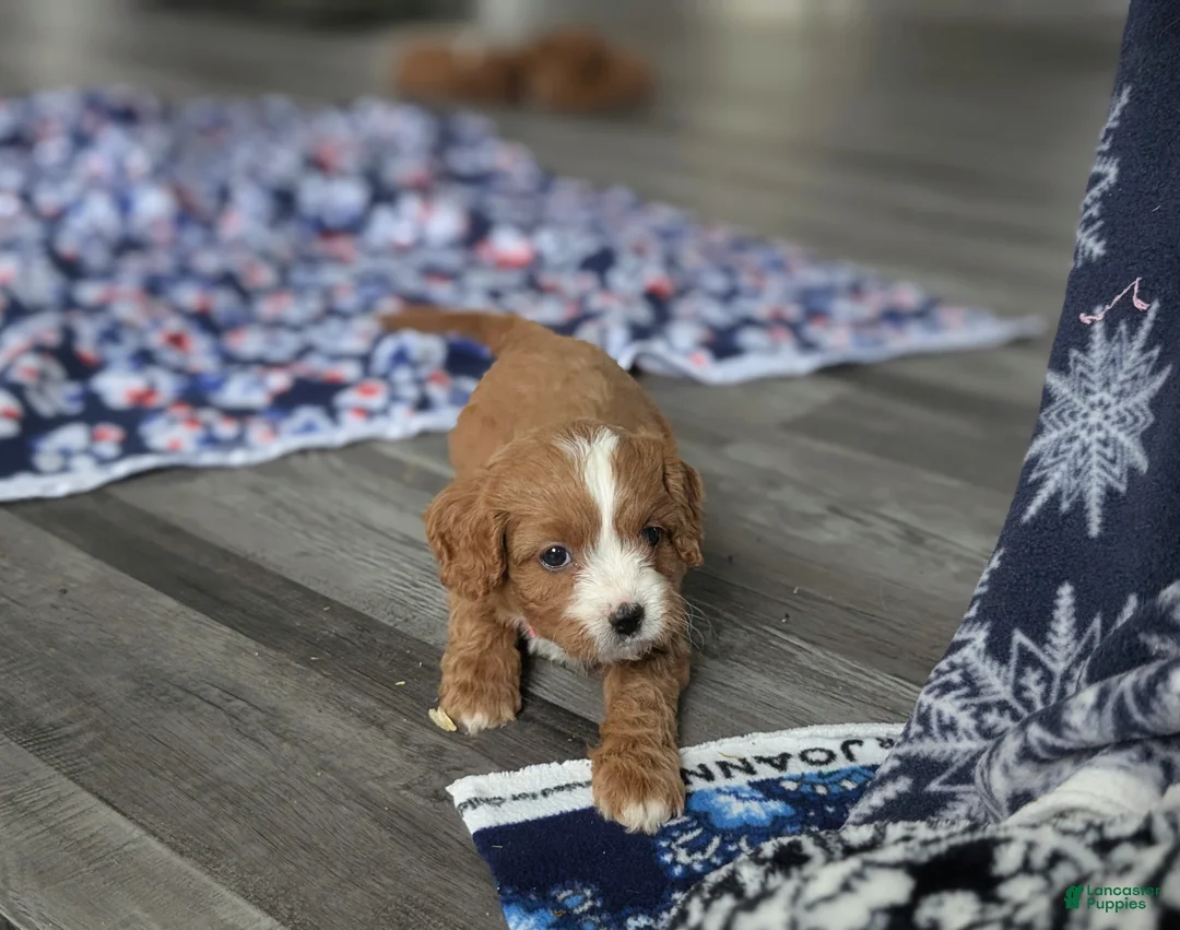 Cavapoo dogs for sale: Kandee - Ad 2