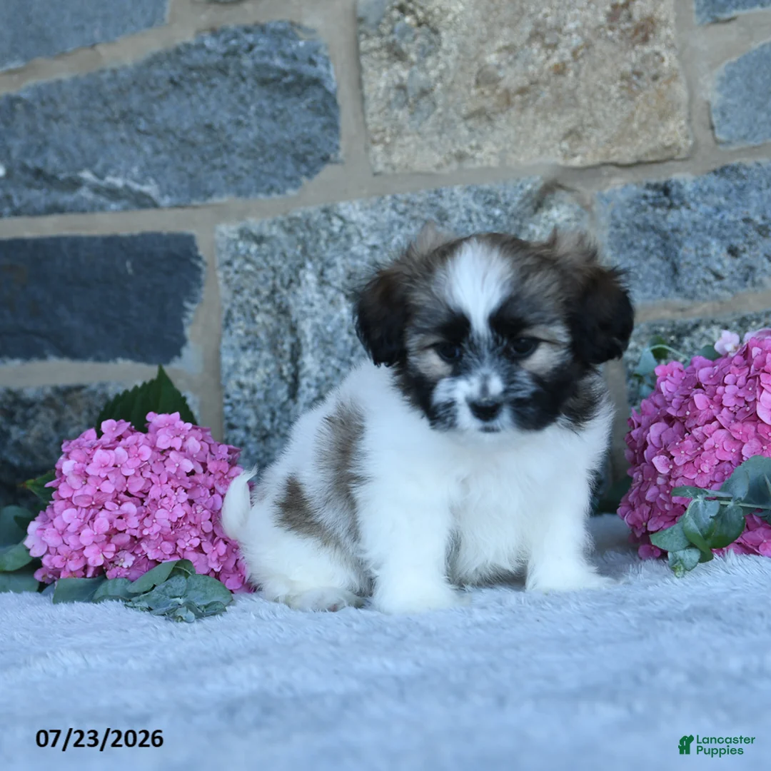 Malshi dogs for sale: Taffy - Ad 2
