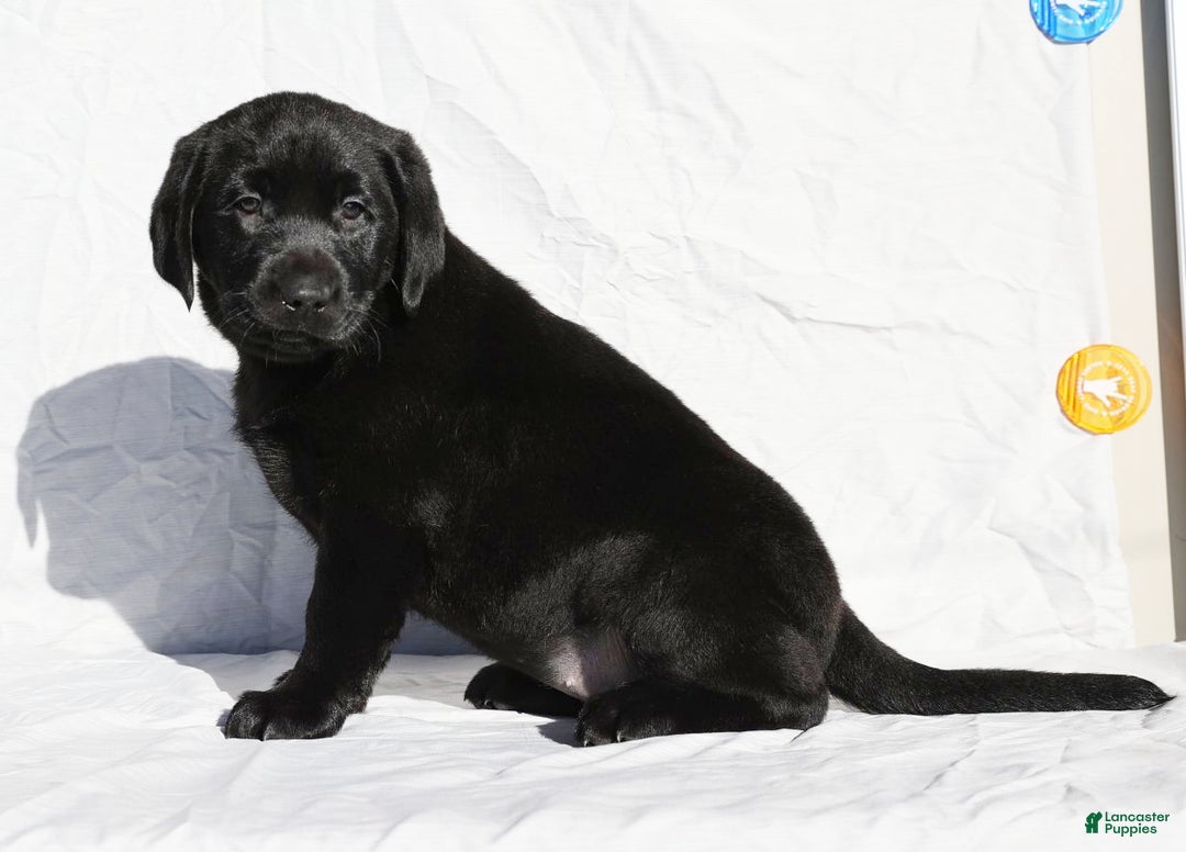 Labrador Retriever dogs for sale: Jingles - Ad 3