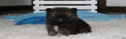 Pomeranian dogs for sale: Buttons  - Ad 11