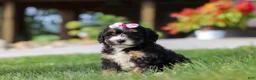 Mini Bernedoodle dogs for sale: Nova - Ad 5
