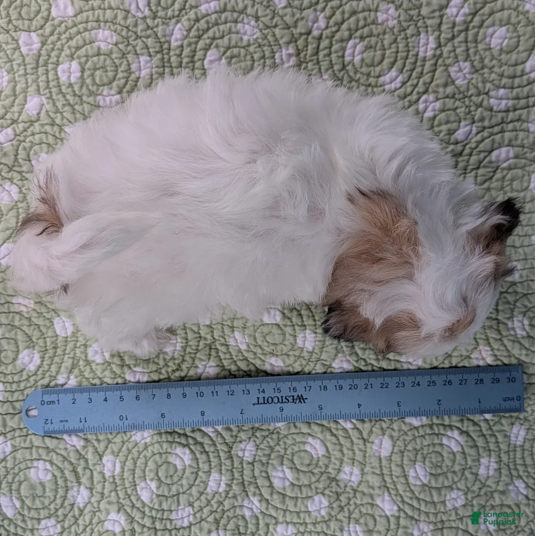 Teddy Bear dogs for sale: Death Dandelion - Ad 2