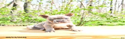 French Bulldog dogs for sale: Bailey - Ad 4