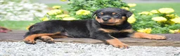 Rottweiler dogs for sale: Roxy - Ad 5
