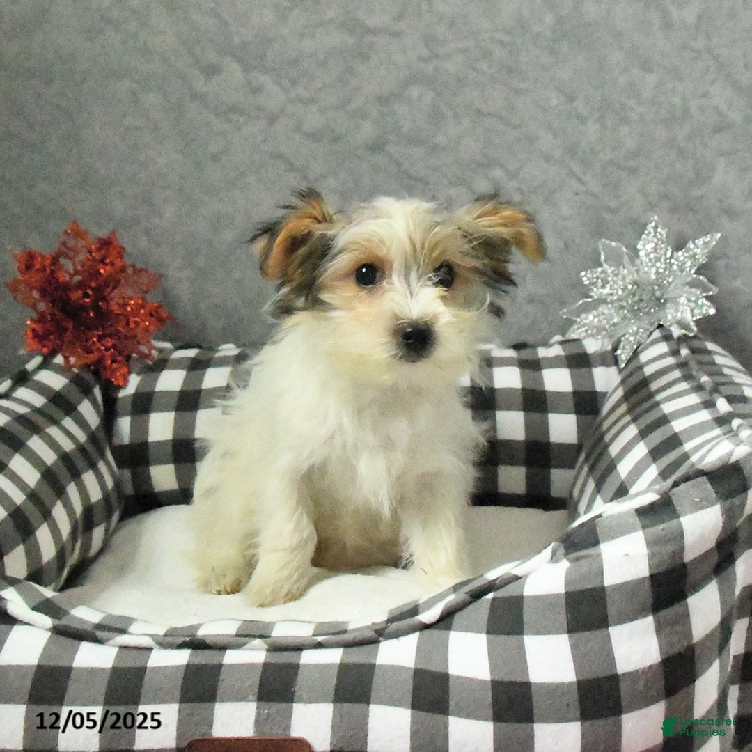 Morkie dogs for sale: Sherry - Ad 3