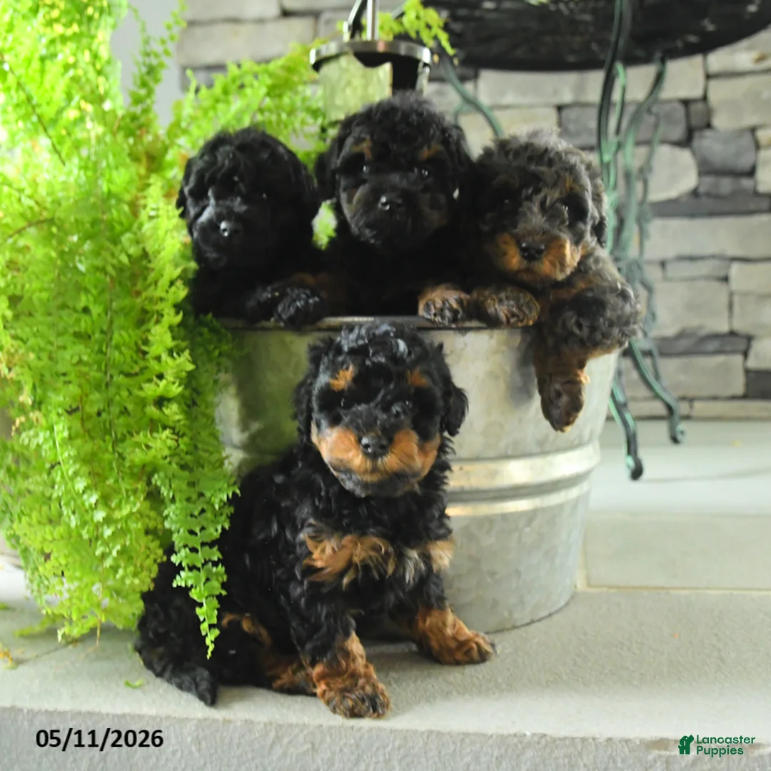 Yorkiepoo dogs for sale: Joko - Ad 5