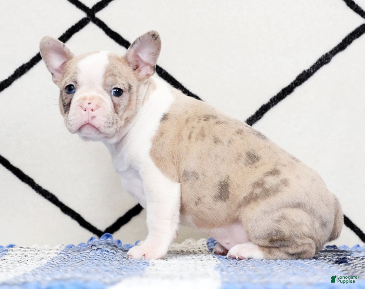 Frenchton dogs Megan - Ad 1