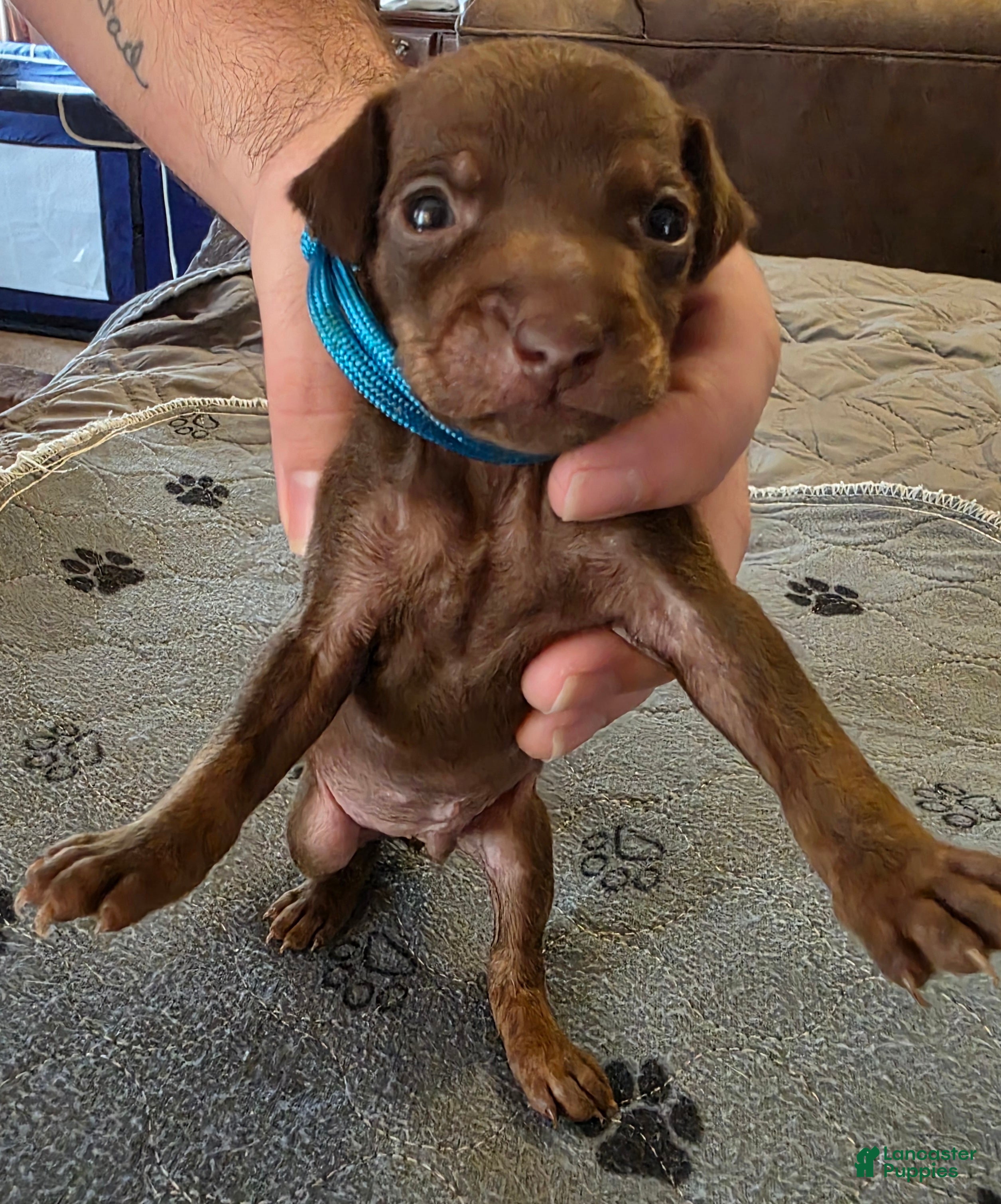 Miniature Pinscher dogs J-light blue - Ad 2