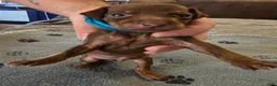 Miniature Pinscher dogs for sale: J-light blue - Ad 2