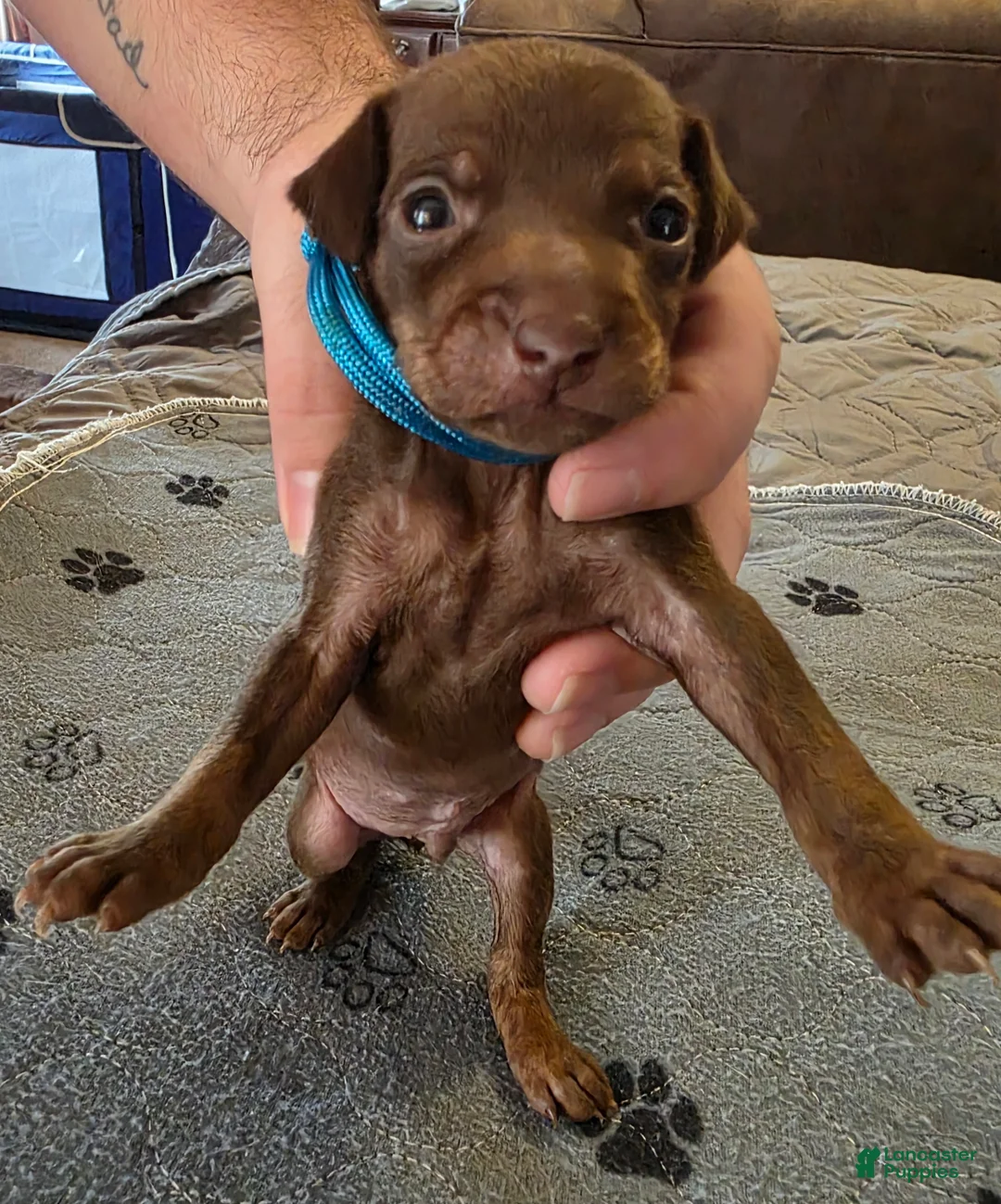 Miniature Pinscher dogs for sale: J-light blue - Ad 2