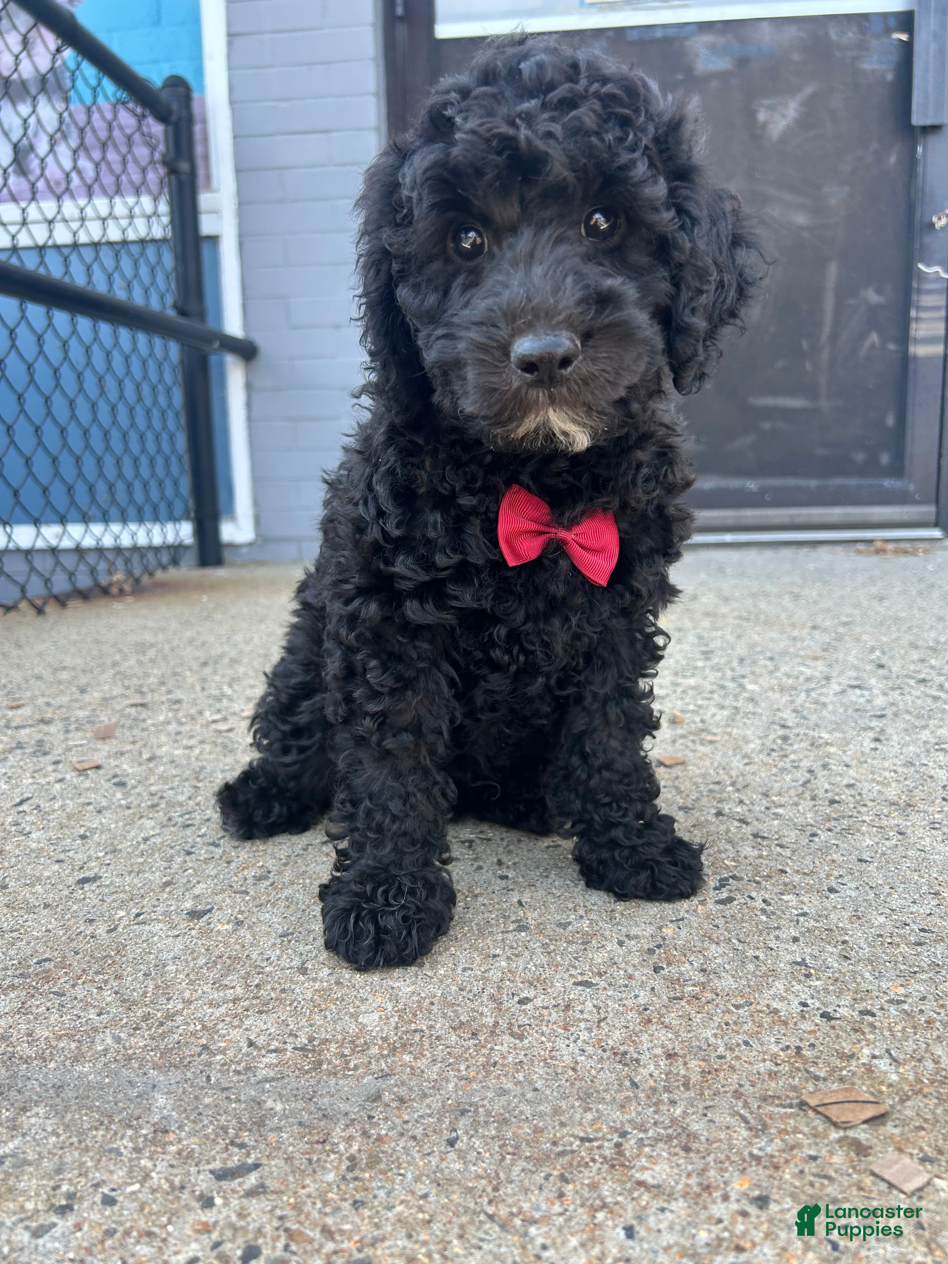 Mini Goldendoodle dogs for sale: Mini Goldendoodle 1 - Ad 4
