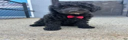 Mini Goldendoodle dogs for sale: Mini Goldendoodle 1 - Ad 1
