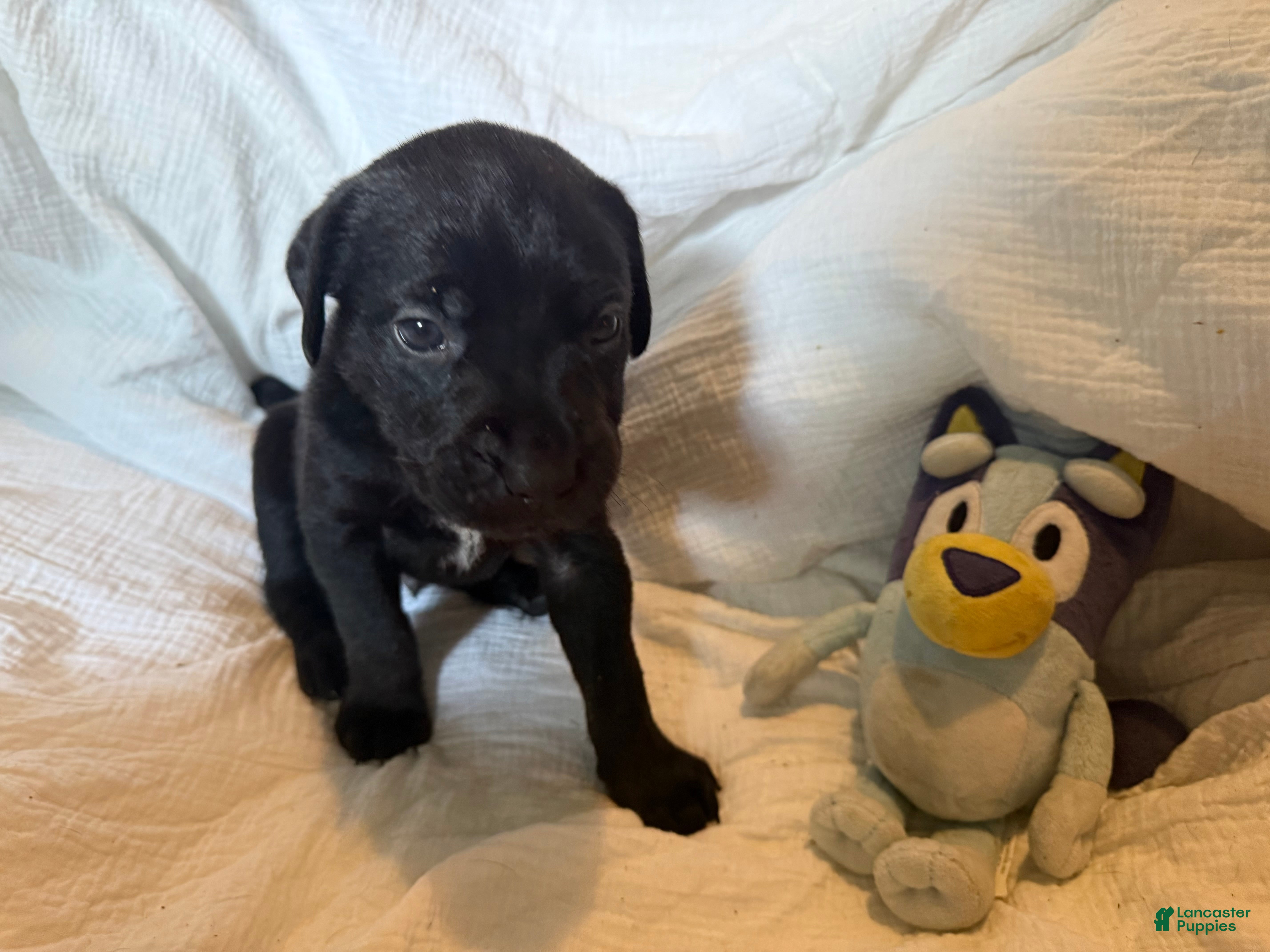 Cane Corso dogs Dean AKC green collar - Ad 4