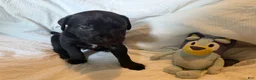 Cane Corso dogs for sale: Dean AKC green collar - Ad 28