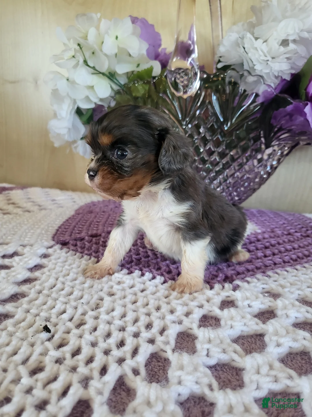 Cavalier King Charles Spaniel dogs for sale: Cavalier King Charles Spaniel Puppy 1 - Ad 2