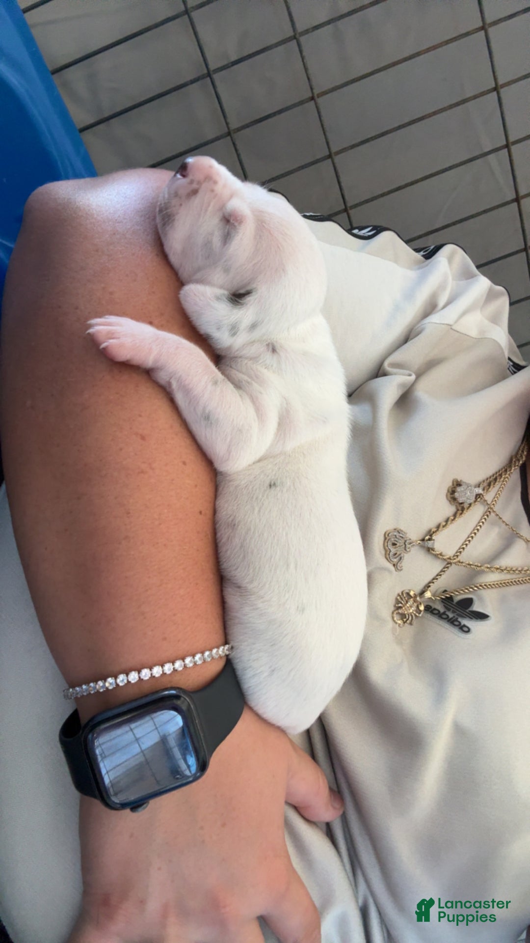 Dalmatian dogs for sale: Dalmatian Puppy Lime Green Collar - Ad 5