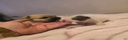French Bulldog dogs for sale: French Bulldog Puppy 2 - Ad 2
