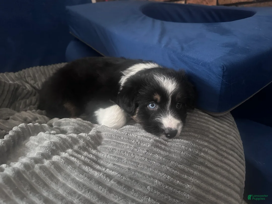 Australian Shepherd dogs for sale: Bolt - Ad 2
