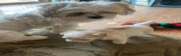 Teddy Bear dogs for sale: Teddy Bear 1 - Ad 3