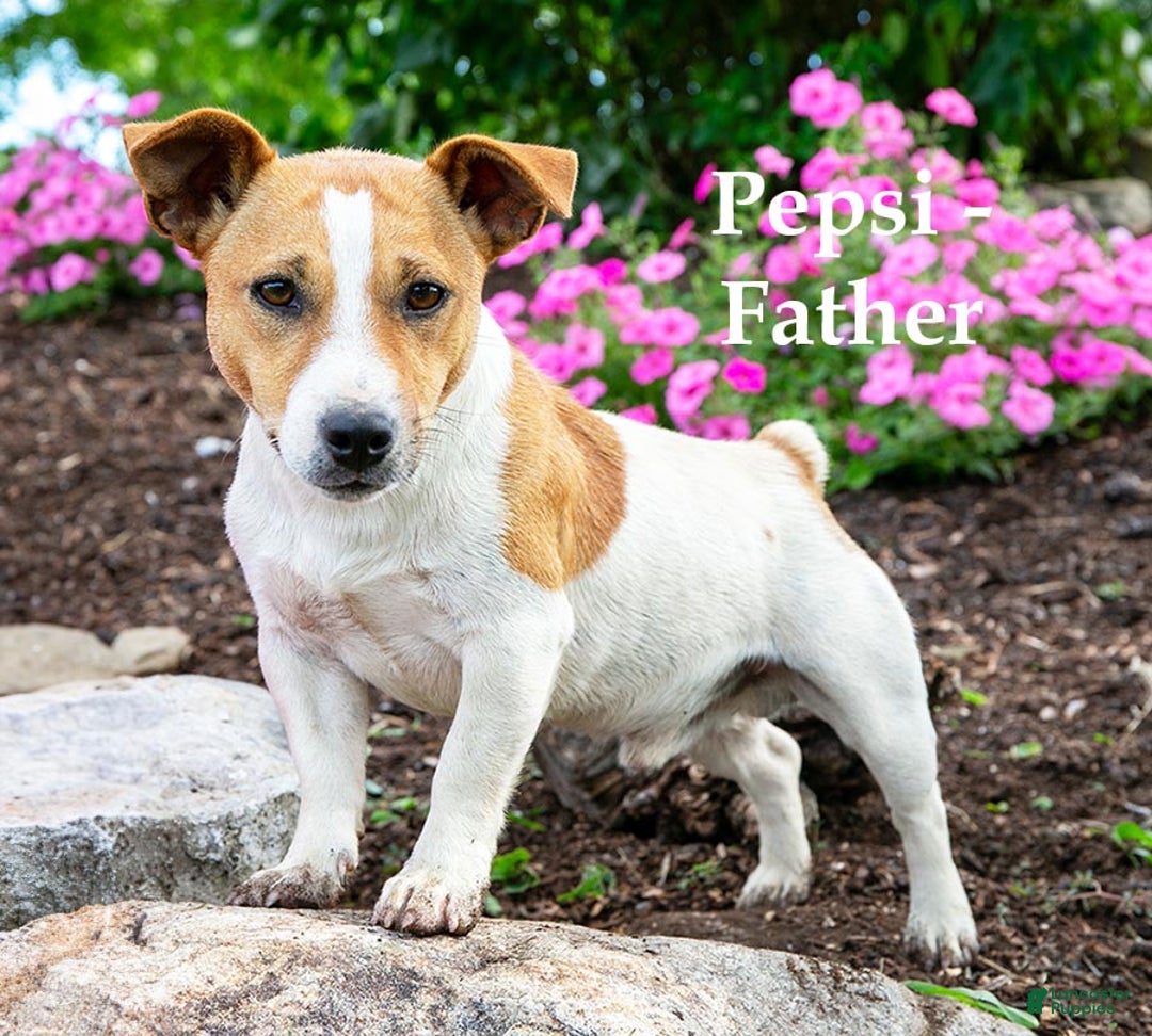 Spot male BoJack for sale in Canajoharie Lancaster Puppies