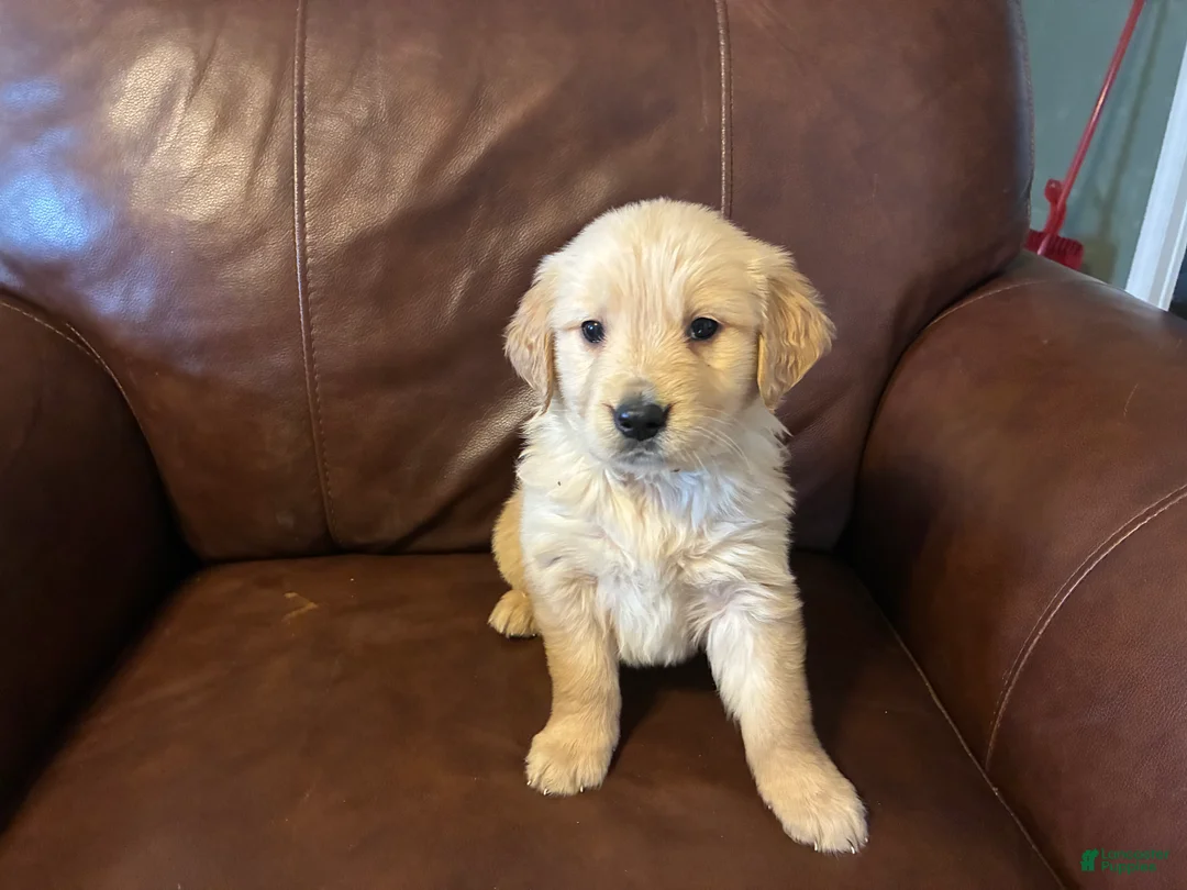 Golden Retriever dogs for sale: Ace - Ad 1