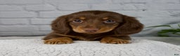 Miniature Dachshund dogs for sale: Dolly - Ad 3