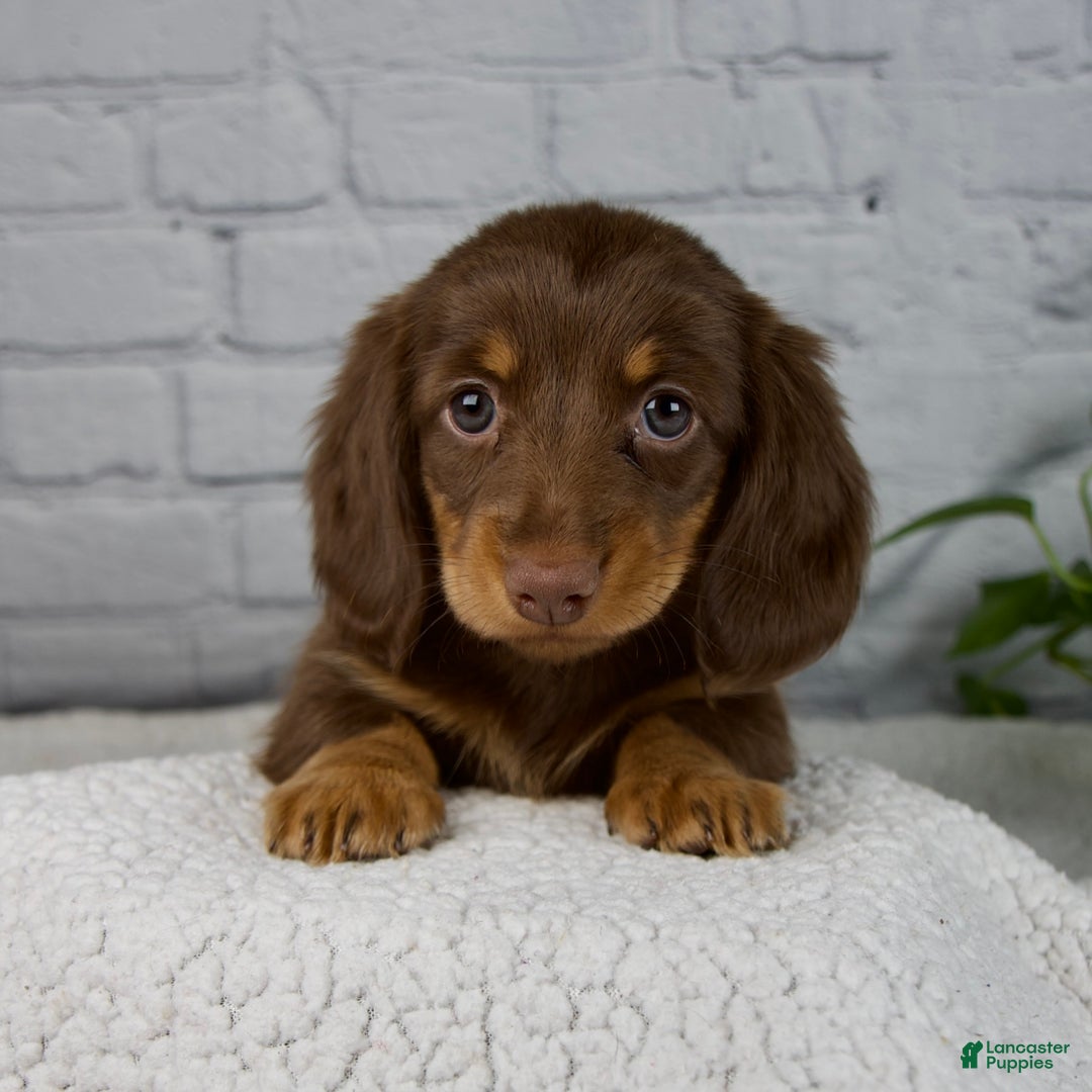 Miniature Dachshund dogs for sale: Dolly - Ad 3