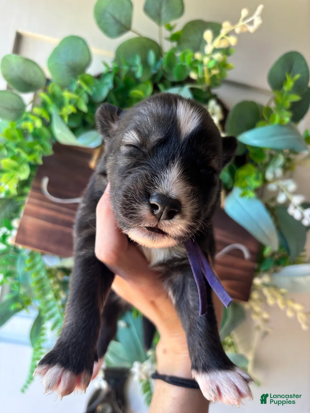 Siberian Husky dogs for sale: Purple collar female - Ad 1