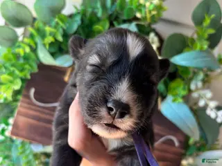 Siberian Husky dogs Purple collar female - Ad 24