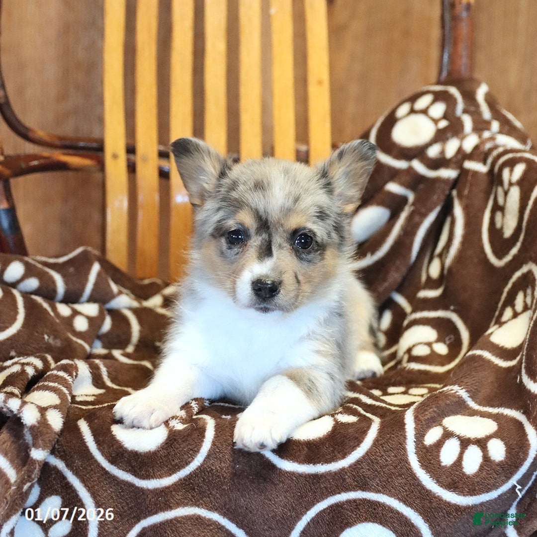 Mixed Breed dogs for sale: Abby - Ad 4